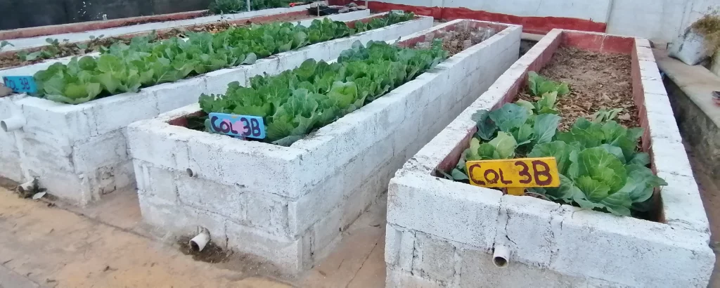 Camas de cultivo de block con coles, rotuladas «Col 3B»
