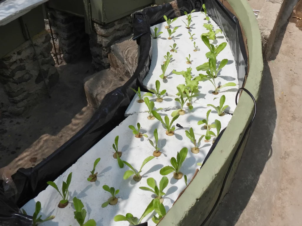 Lechugas creciendo en una placa flotante dentro de un tanque