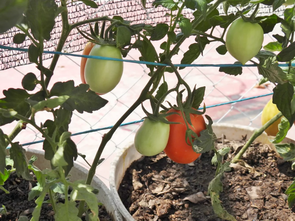 Planta de jitomate con frutos verdes y uno maduro en una cubeta