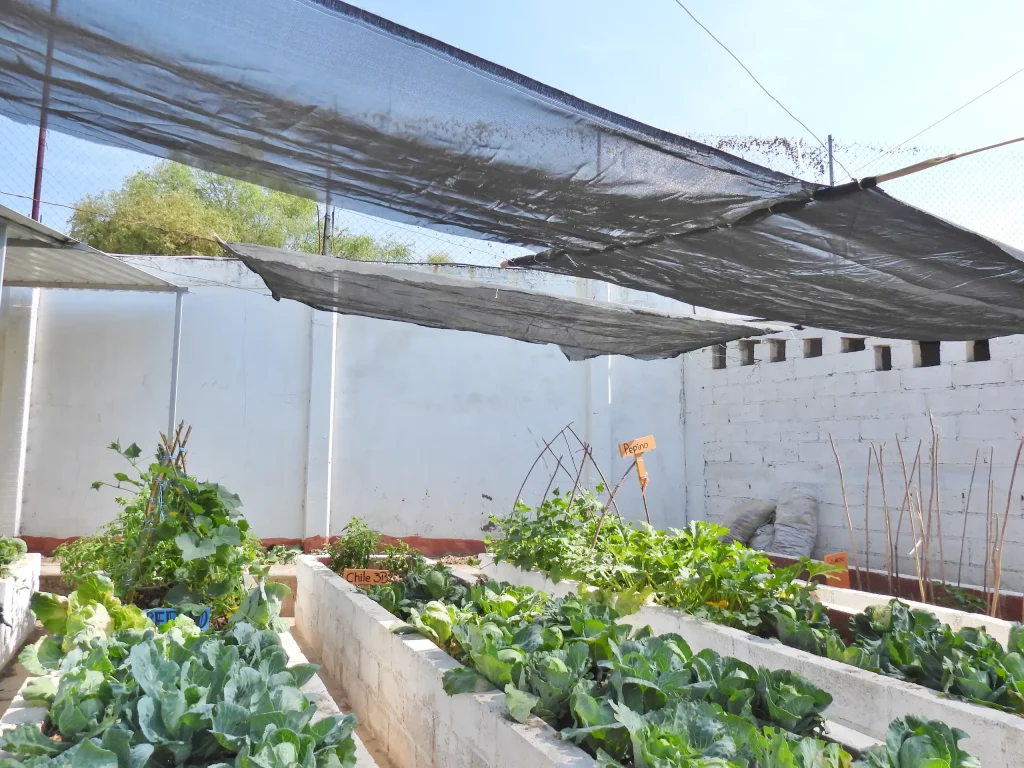 Camas de cultivo con hortalizas bajo una malla sombra
